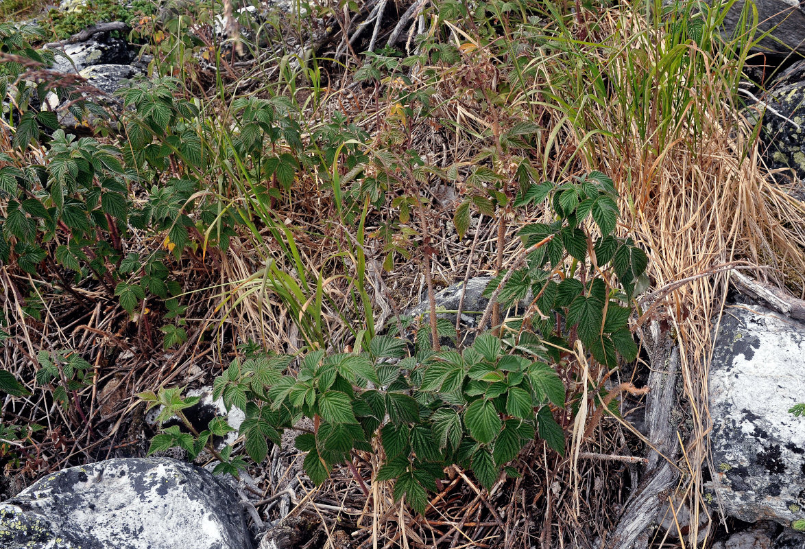 Image of Rubus matsumuranus specimen.