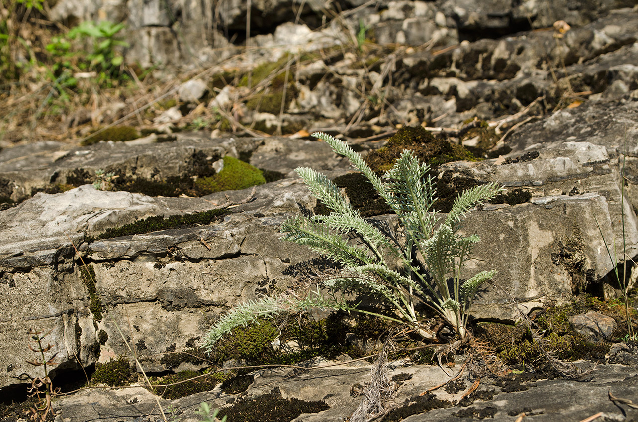 Image of Tanacetum kittaryanum specimen.