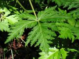 Geranium reuteri