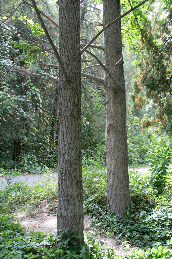 Image of Ginkgo biloba specimen.