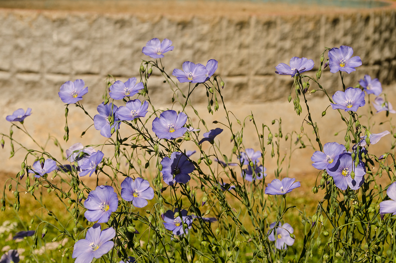 Изображение особи Linum austriacum.