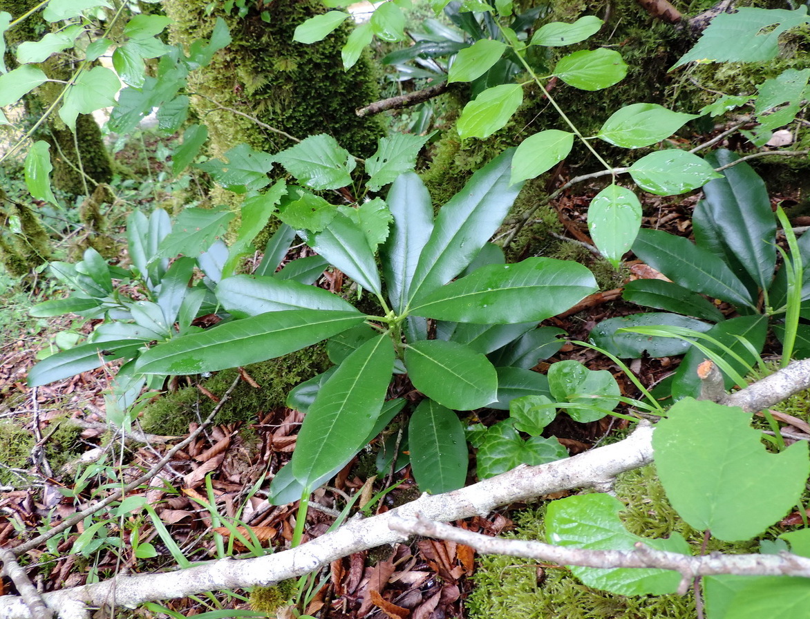Image of Rhododendron ponticum specimen.
