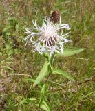 Centaurea phrygia