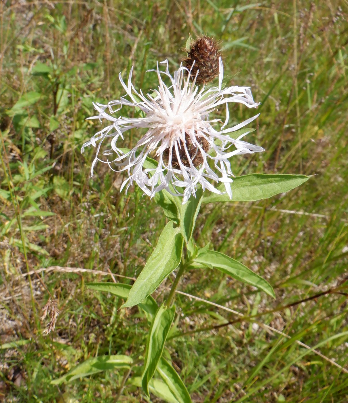 Изображение особи Centaurea phrygia.