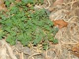 Sonchus tenerrimus