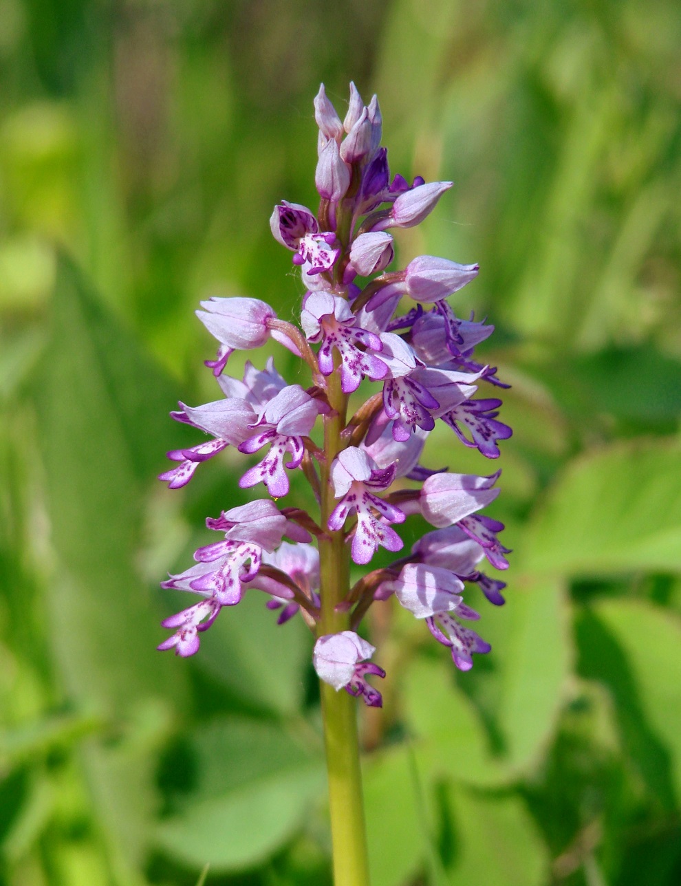 Image of Orchis militaris specimen.