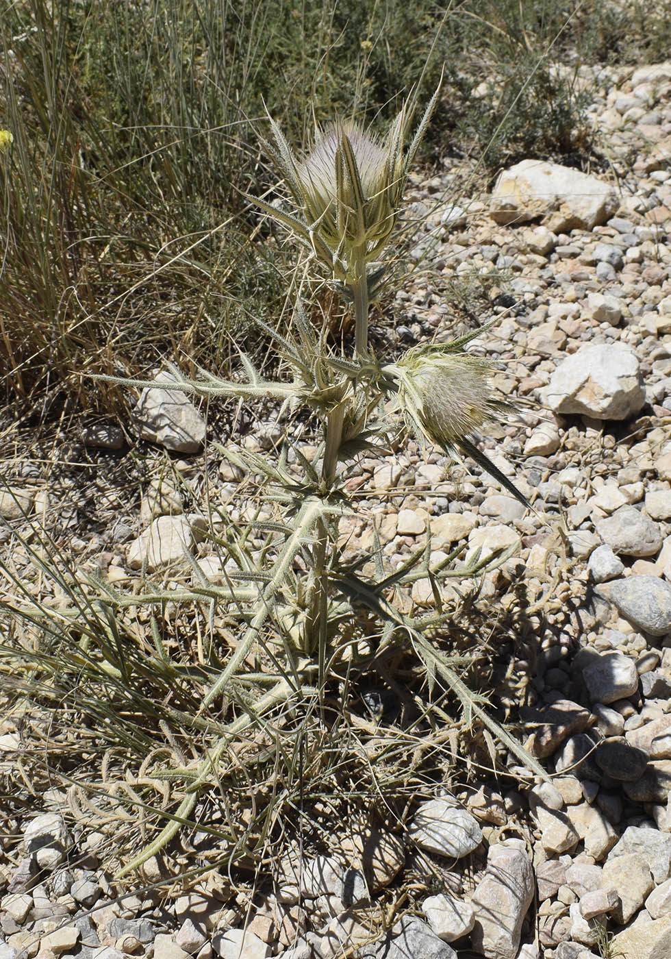 Изображение особи Cirsium richterianum.