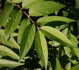 genus Deutzia