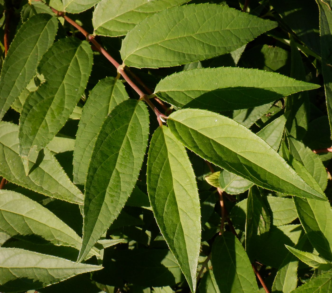 Image of genus Deutzia specimen.