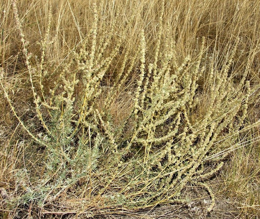 Image of Bassia prostrata specimen.