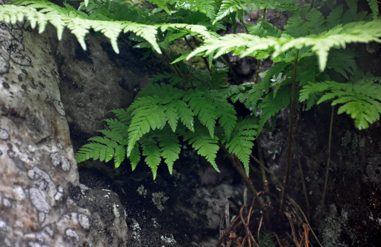 Image of Dryopteris expansa specimen.