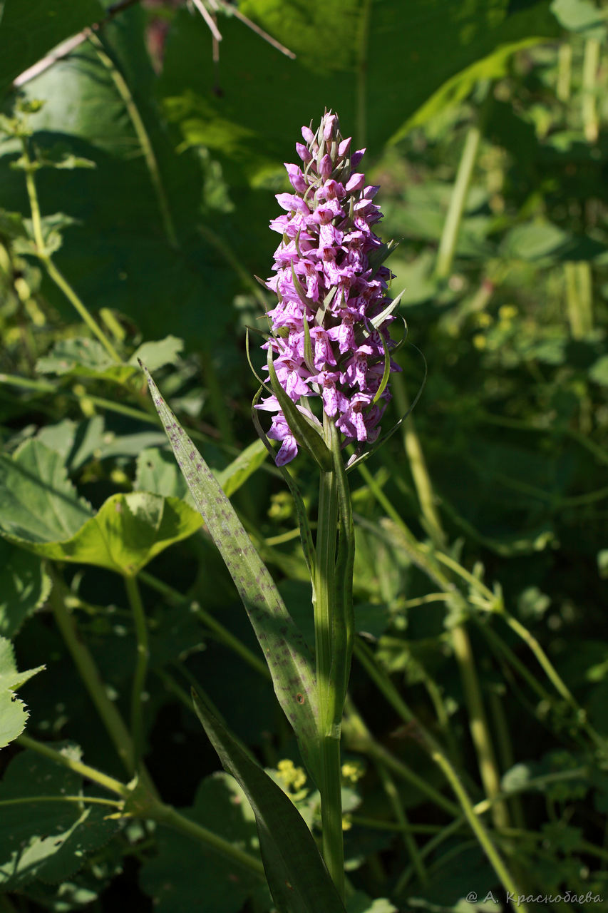 Image of Dactylorhiza × kerneriorum specimen.