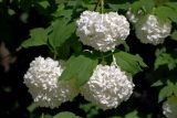 Viburnum opulus f. roseum