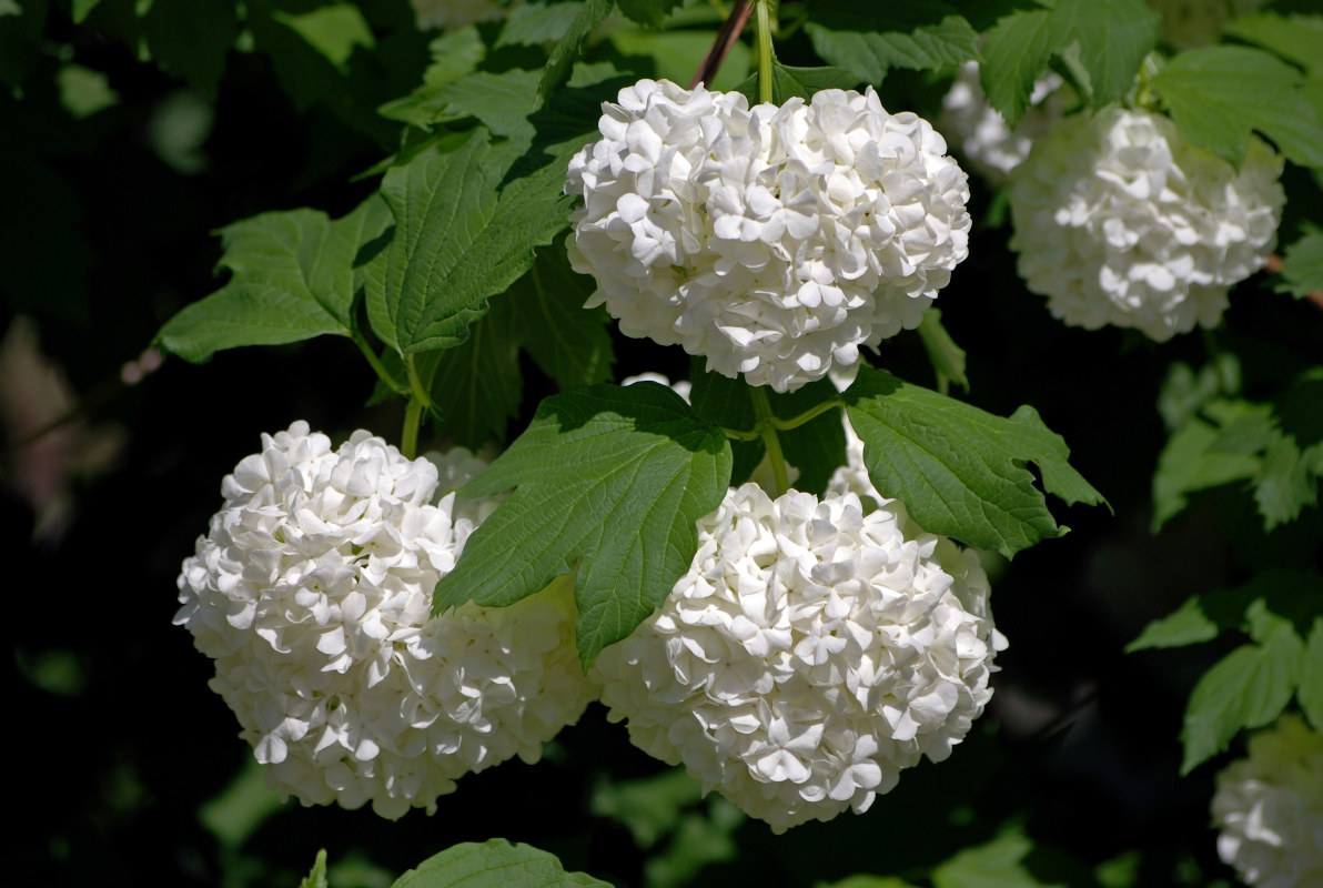 Изображение особи Viburnum opulus f. roseum.