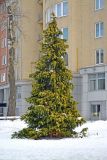 genus Chamaecyparis