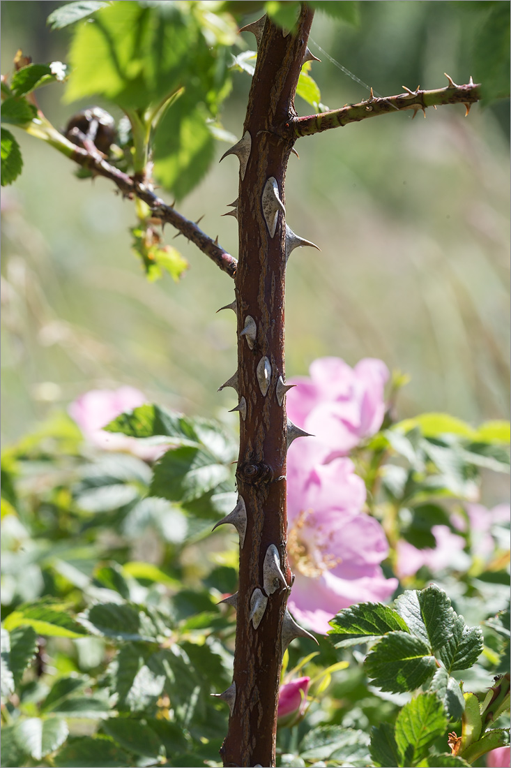 Image of Rosa subcanina specimen.