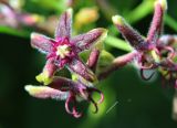 Periploca graeca