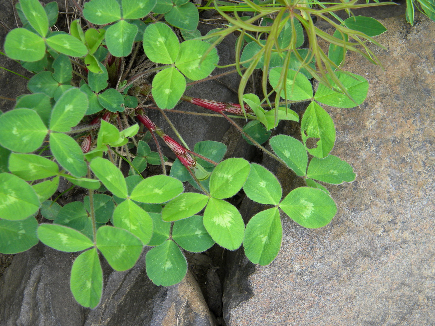 Изображение особи Trifolium pratense.