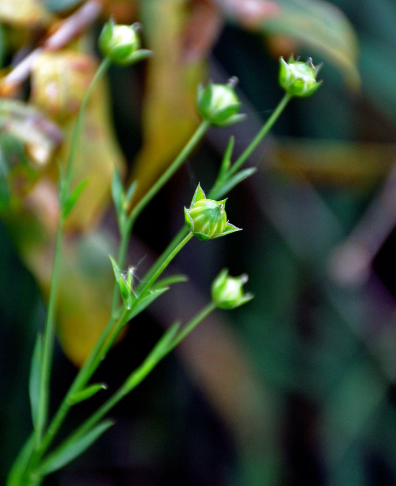 Image of Linum usitatissimum specimen.