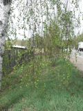 Betula pendula. Часть ствола и ветви. Хабаровский край, г. Хабаровск, ул. Автобусная 37, в культуре. 12.05.2020.