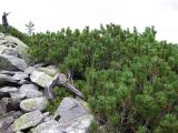 Pinus mugo. Заросли на каменной россыпи. Украина, Ивано-Франковская обл., Надворнянский р-н, природный заповедник \"Горганы\", высокогорье. 27 августа 2010 г.