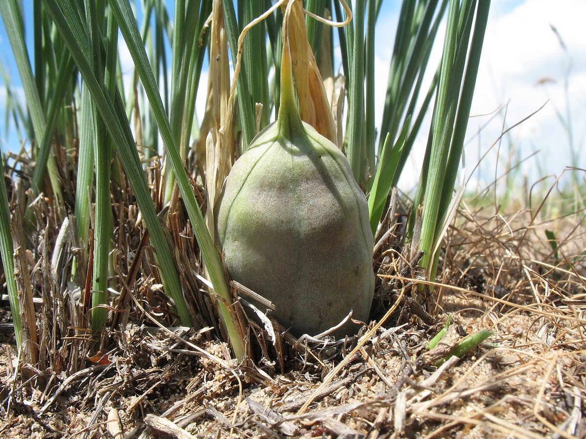 Image of Iris tenuifolia specimen.