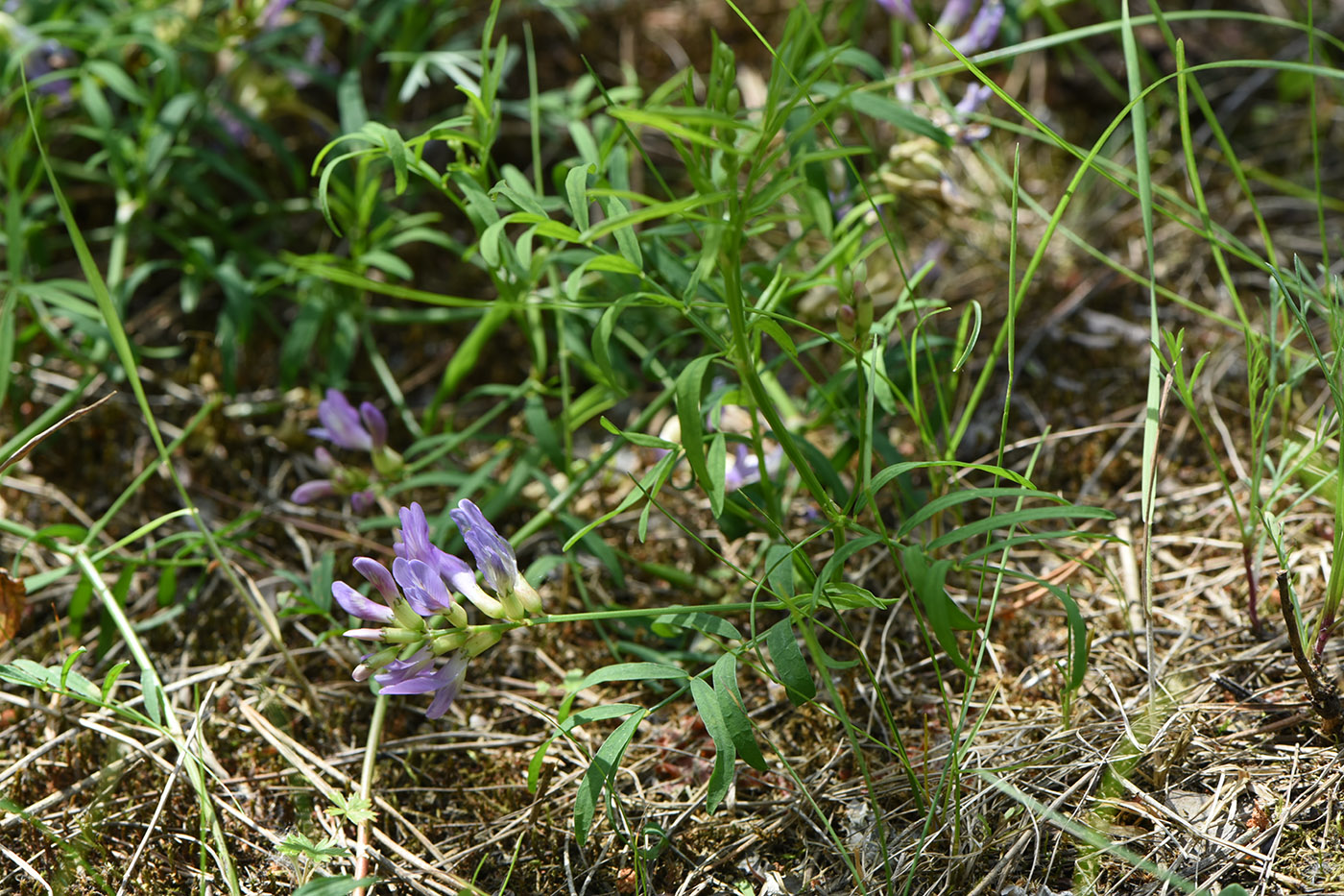 Изображение особи Astragalus arenarius.