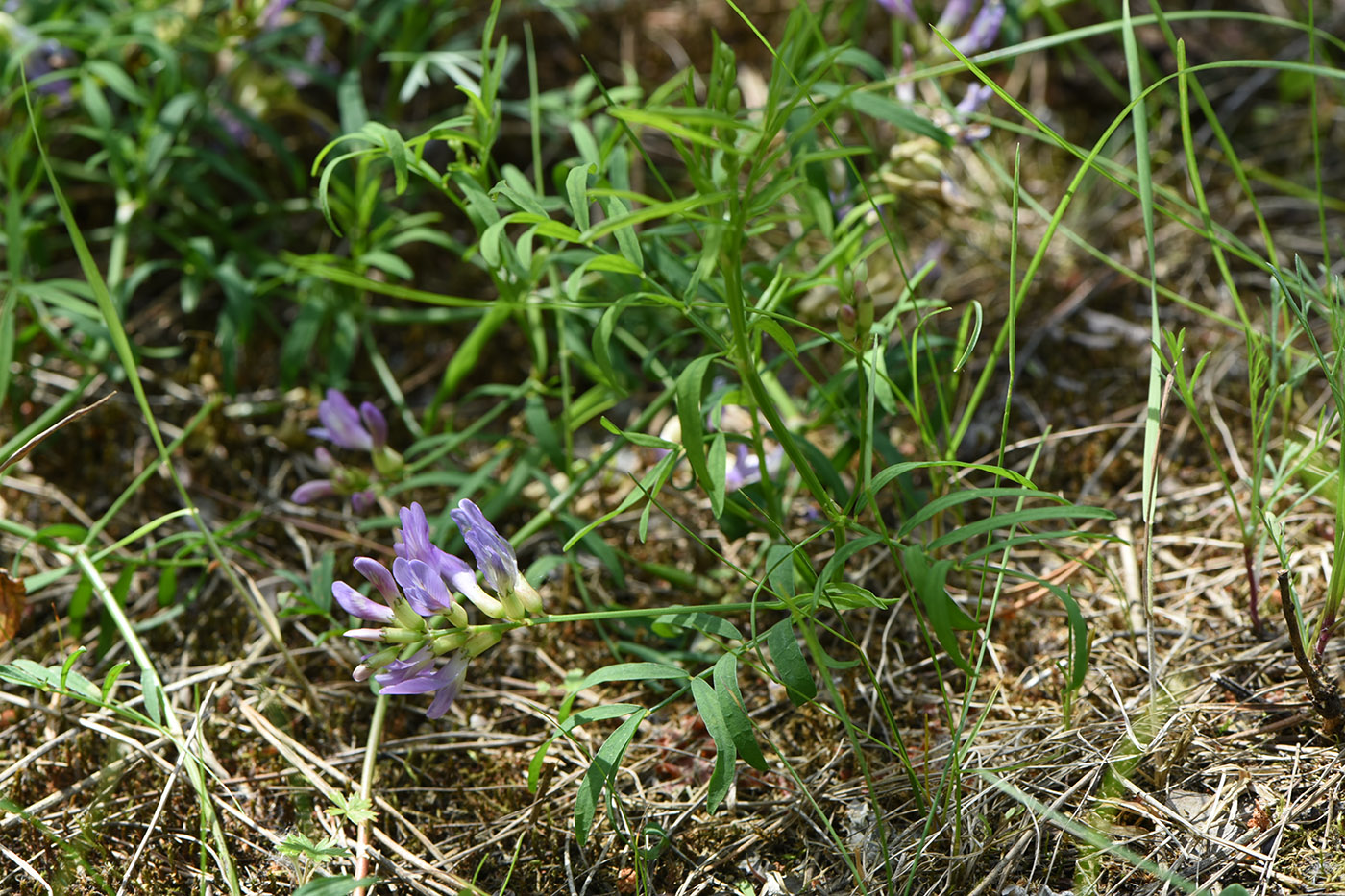 Image of Astragalus arenarius specimen.