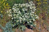 Crambe maritima