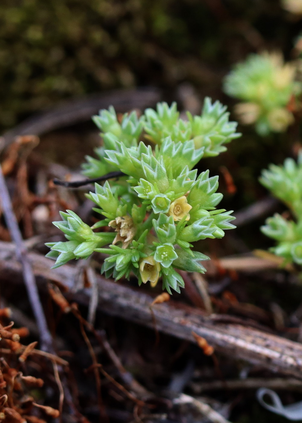 Изображение особи Scleranthus annuus.