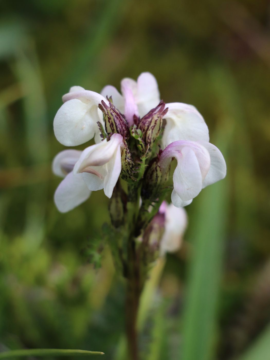 Image of Pedicularis rhinanthoides specimen.