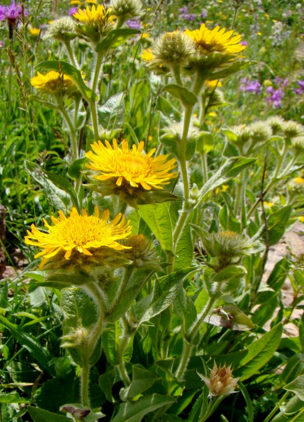 Image of Inula mariae specimen.