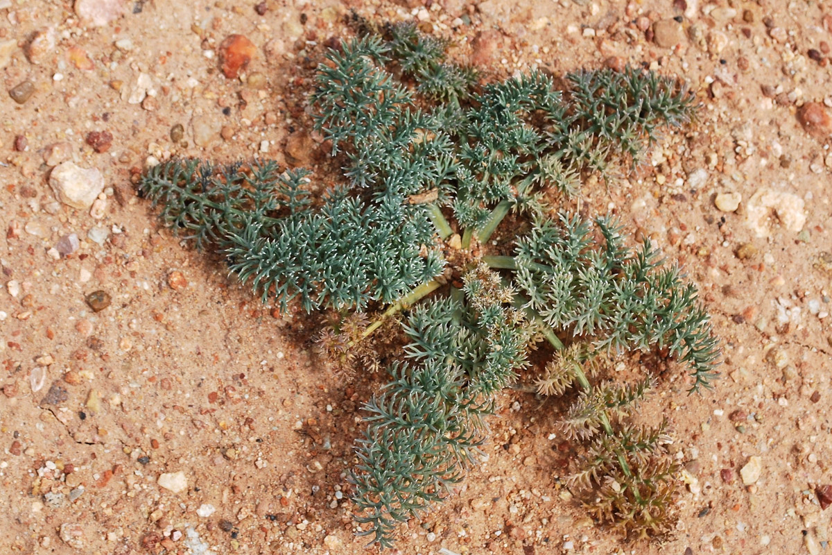 Image of familia Apiaceae specimen.