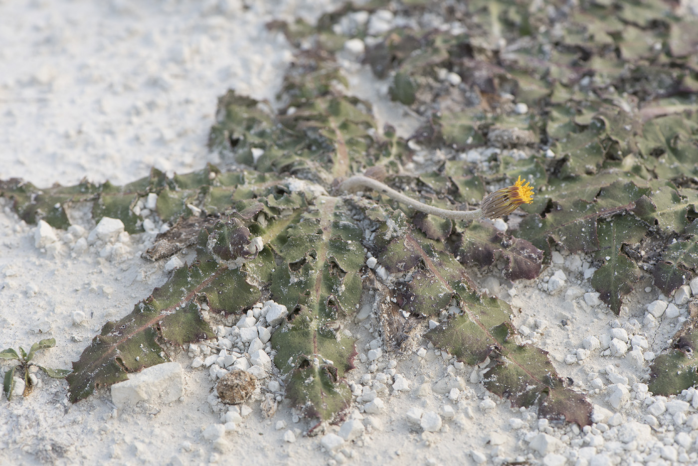 Image of Taraxacum serotinum specimen.