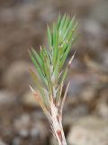 Polycnemum majus