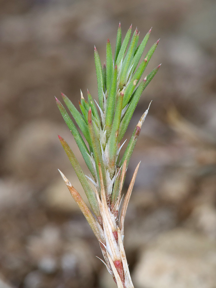 Image of Polycnemum majus specimen.