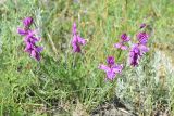 Polygala major. Цветущее растение. Крым, Ленинский р-н, природный парк регионального значения \"Караларский\", степь. 23 мая 2021 г.