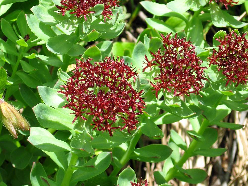 Изображение особи Rhodiola integrifolia.