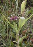 Tragopogon porrifolius