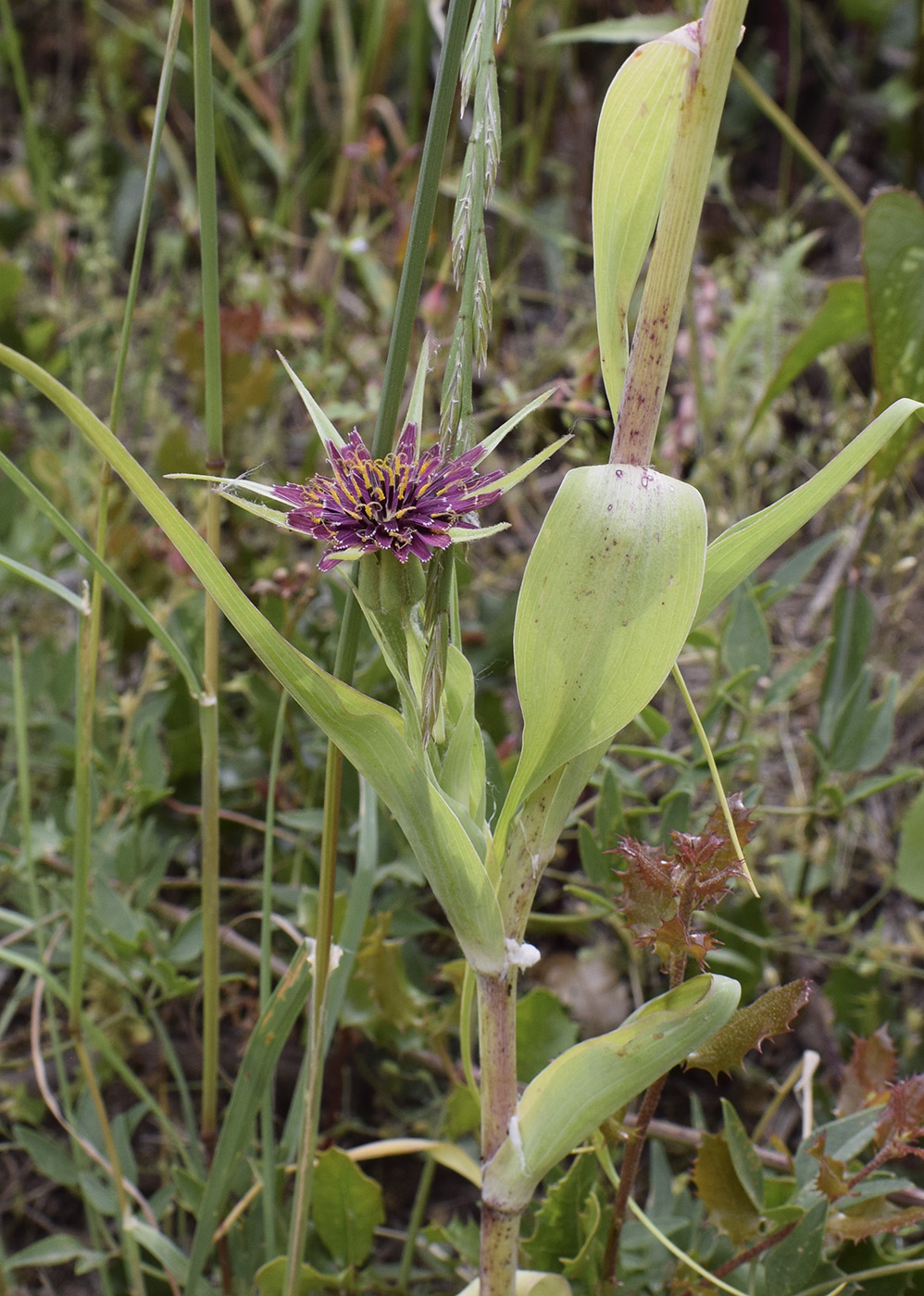 Изображение особи Tragopogon porrifolius.