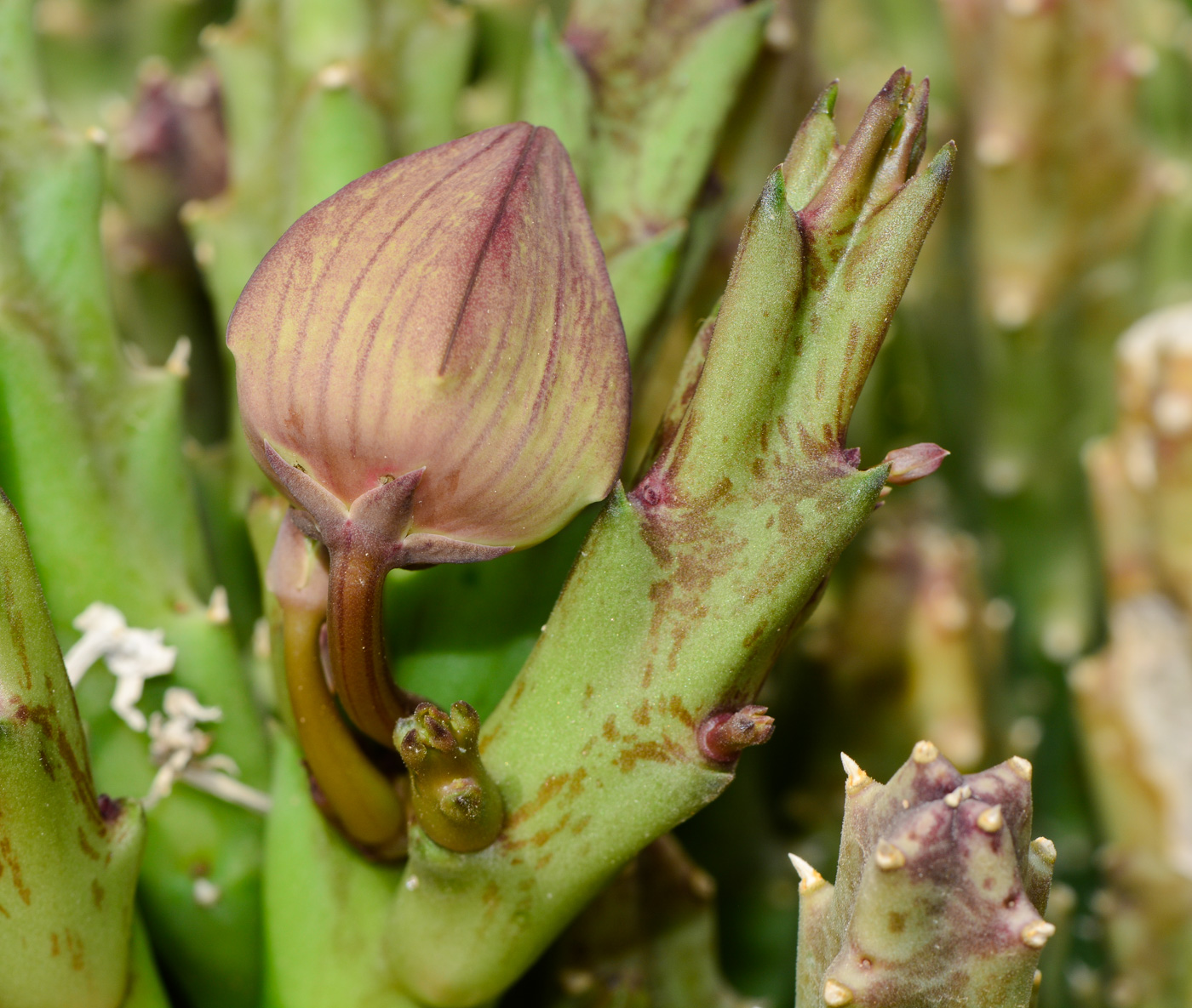 Image of genus &times; Orbelia specimen.