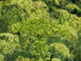 Heracleum sibiricum. Незрелое соплодие. Магаданская обл., г. Магадан, на газоне. 10.08.2018.