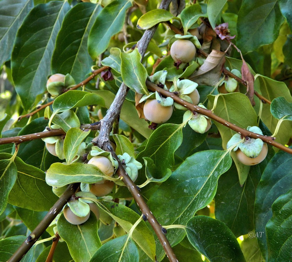 Изображение особи Diospyros japonica.