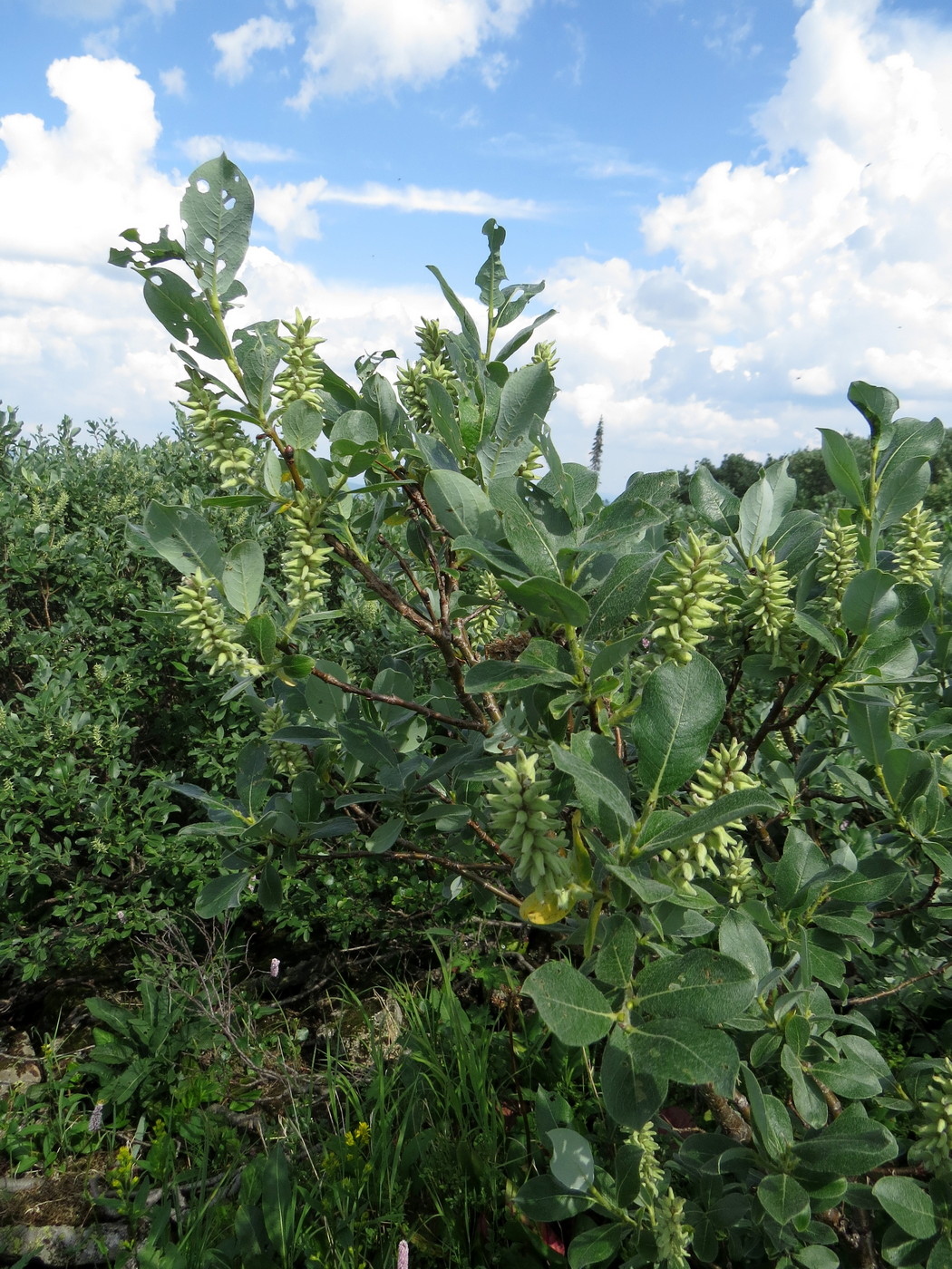 Image of Salix glauca specimen.