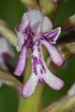 Orchis militaris. Цветок. Республика Татарстан, Спасский р-н, ур. Ясачка. 08.06.2010.