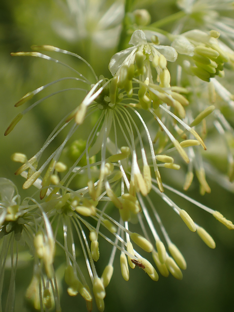 Изображение особи Thalictrum lucidum.