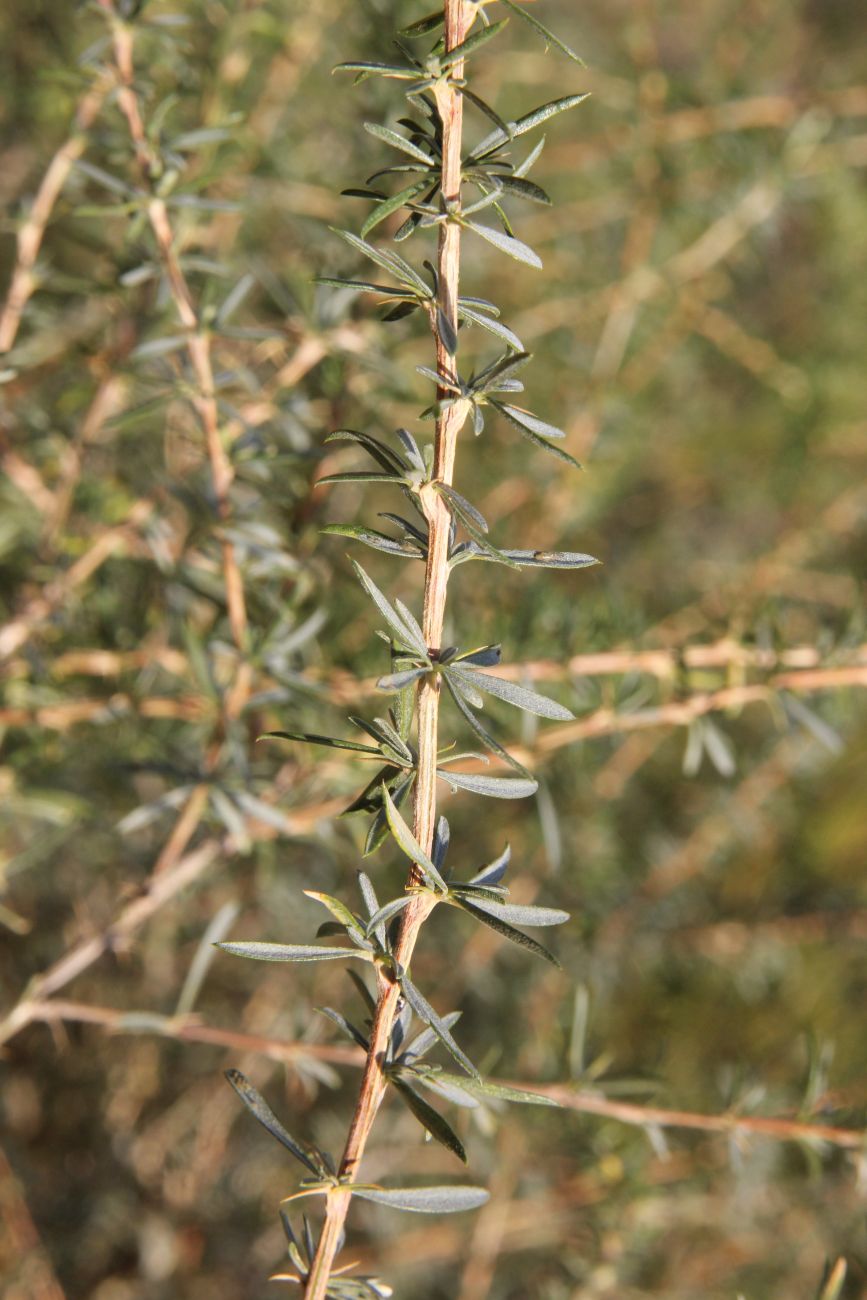 Image of Caragana stenophylla specimen.