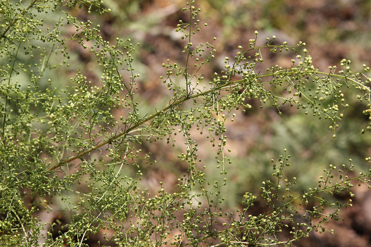 Image of Artemisia scoparia specimen.