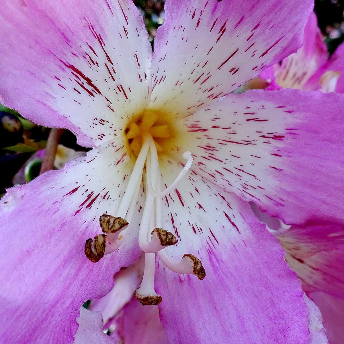 Изображение особи Ceiba pubiflora.