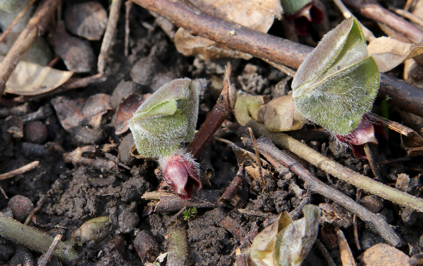 Image of Asarum europaeum specimen.